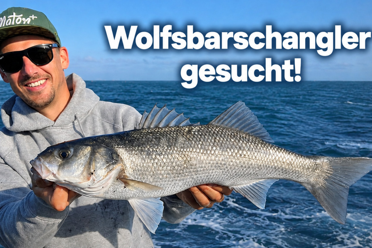 Das Thünen-Institut führt derzeit eine Befragung zum Wolfsbarschangeln in der Nordsee durch.