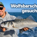 Das Thünen-Institut führt derzeit eine Befragung zum Wolfsbarschangeln in der Nordsee durch.