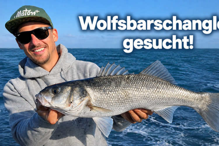 Das Thünen-Institut führt derzeit eine Befragung zum Wolfsbarschangeln in der Nordsee durch.