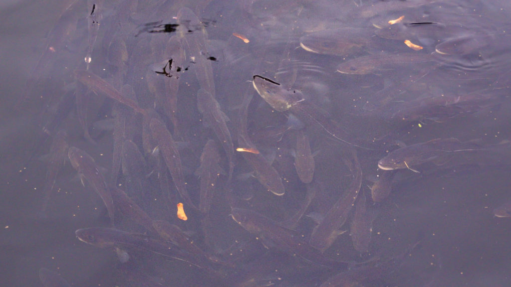 Fischsterben Kiel