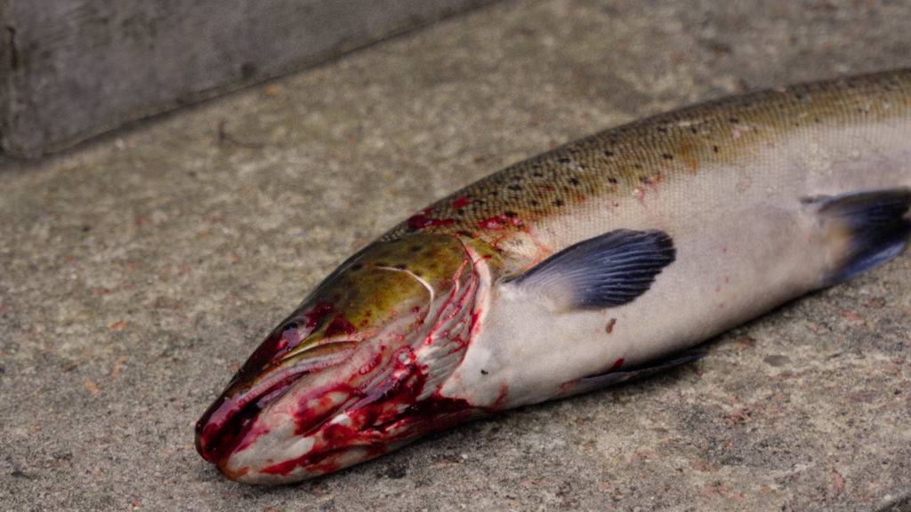 Fischsterben im Kieler Hafen