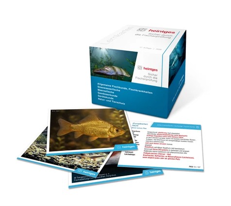 Die heintges Lernkarten Fisch eignen sich ideal, um Gelerntes unterwegs oder auf der Couch flexibel zu wiederholen und Wissenslücken gezielt zu schließen.