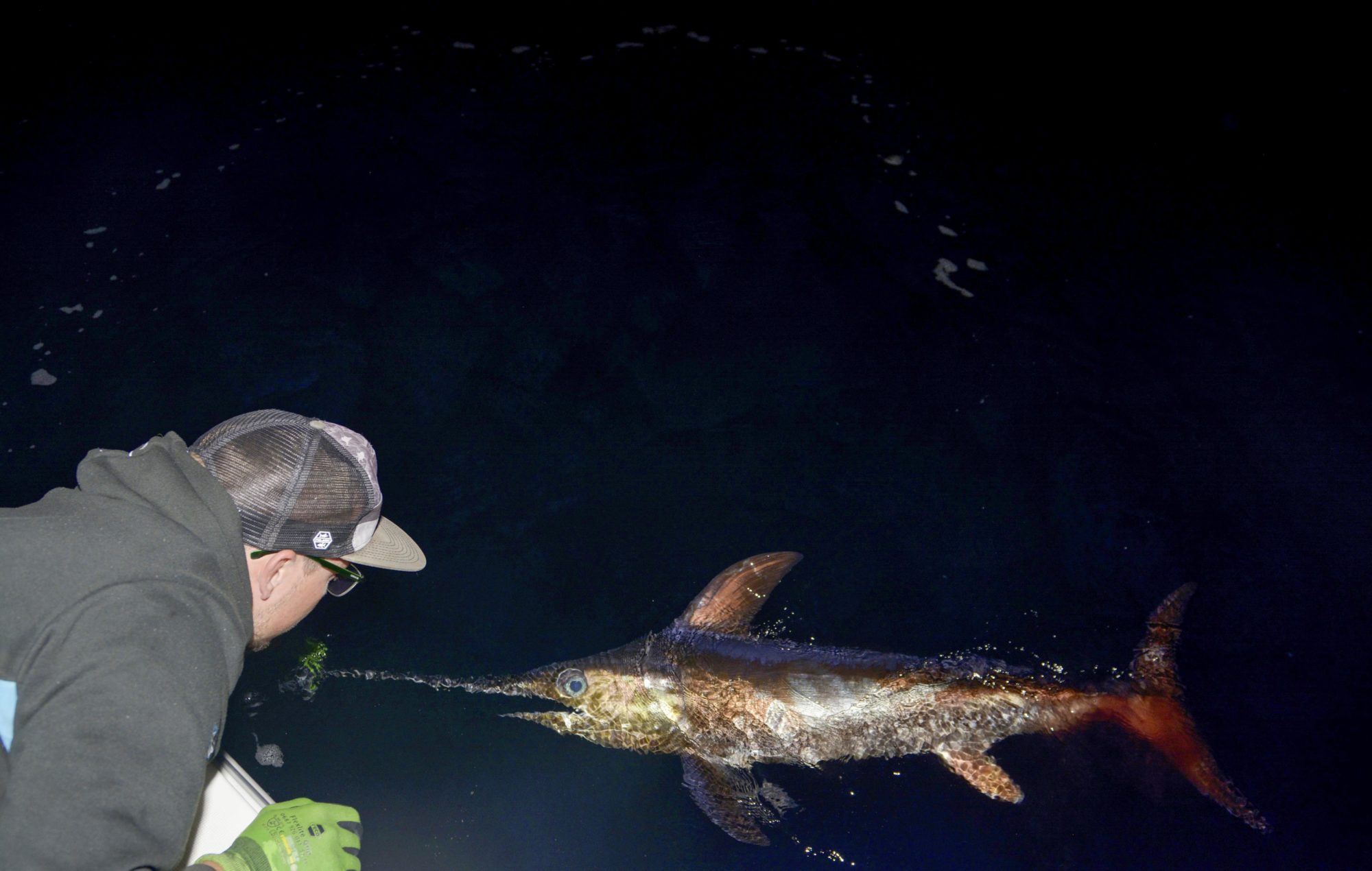 Mallorca Schwertfisch release