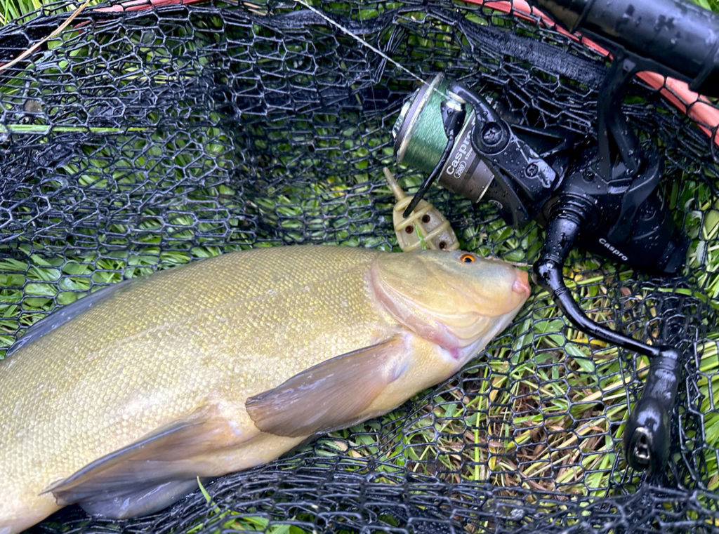 Beim Fischen auf Schleien und kleinere Karpfen machte die Ryobi Caspro FS 2500 eine überaus gute Figur.