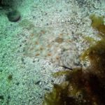 Scholle Meer
