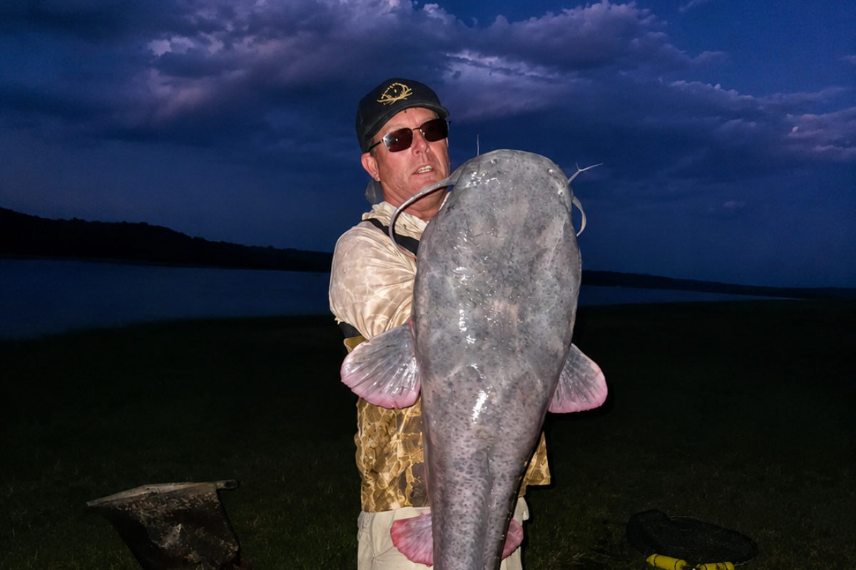 Weltrekord Fliege Sharptooth Catfish