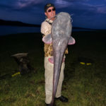 Weltrekord Fliege Sharptooth Catfish