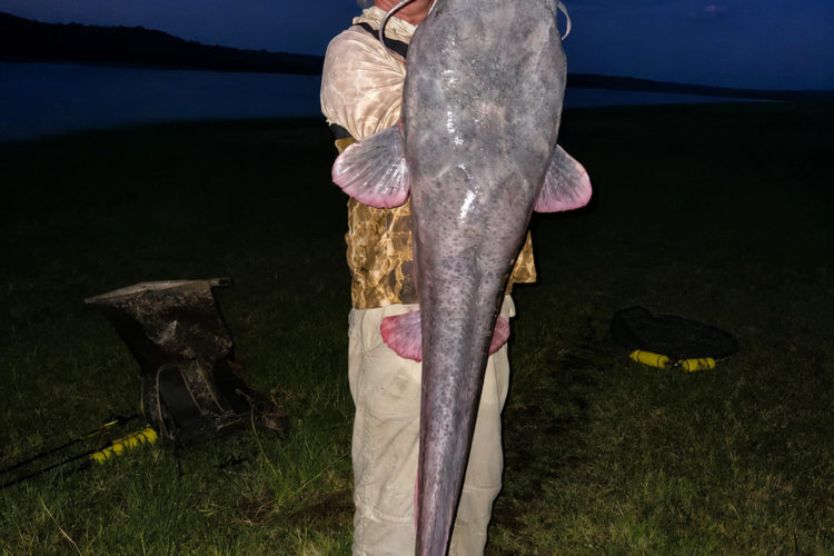 Weltrekord Fliege Sharptooth Catfish