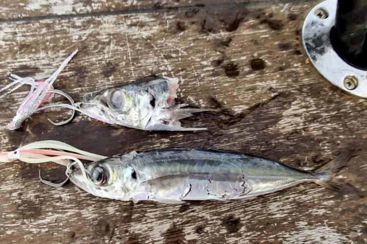 Stöckermakrelen