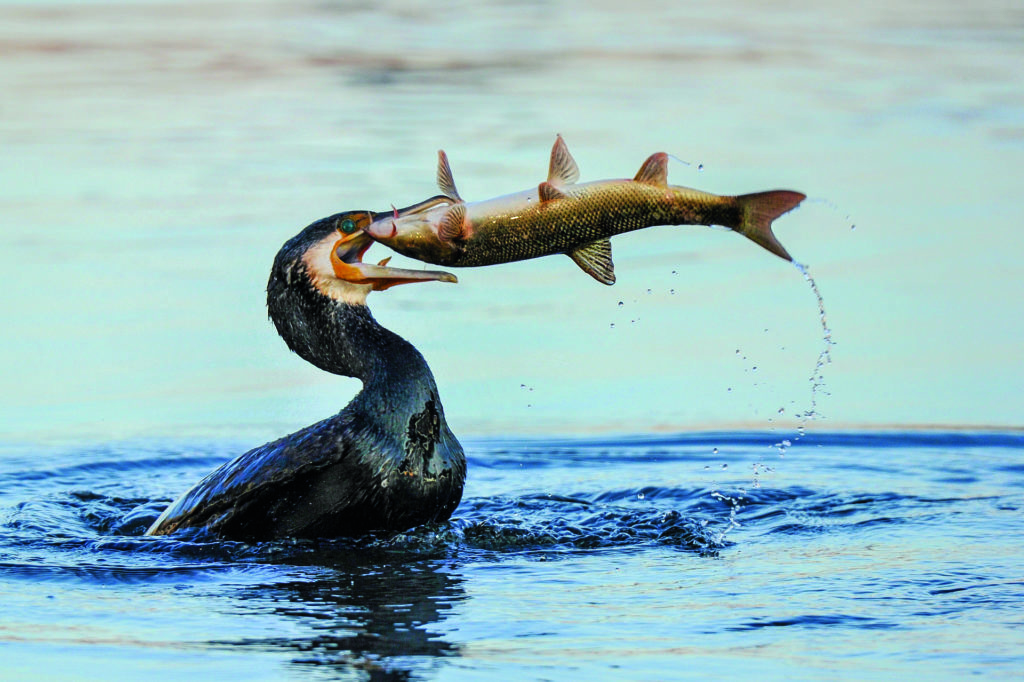 Kormorane machen auch vor großen Beutefischen nicht Halt, hier hat ein Kormoran eine Barbe erbeutet. Das Problem: Wichtige Laichfische gehen dem Bestand verloren.