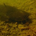 Wels Unterwasser