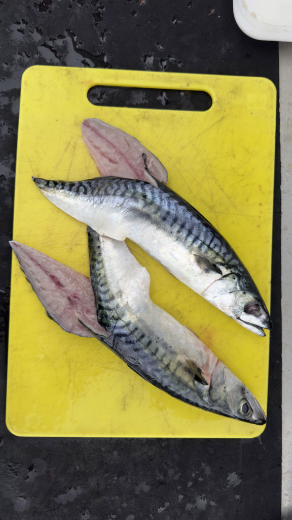 Makrelen sind auch top Köder – ob als Fetzen oder wie hier als Flatterköderfisch, bei dem der hintere Teil der Mittelgräte mit der Schwanzflosse herausgeschnitten wird.