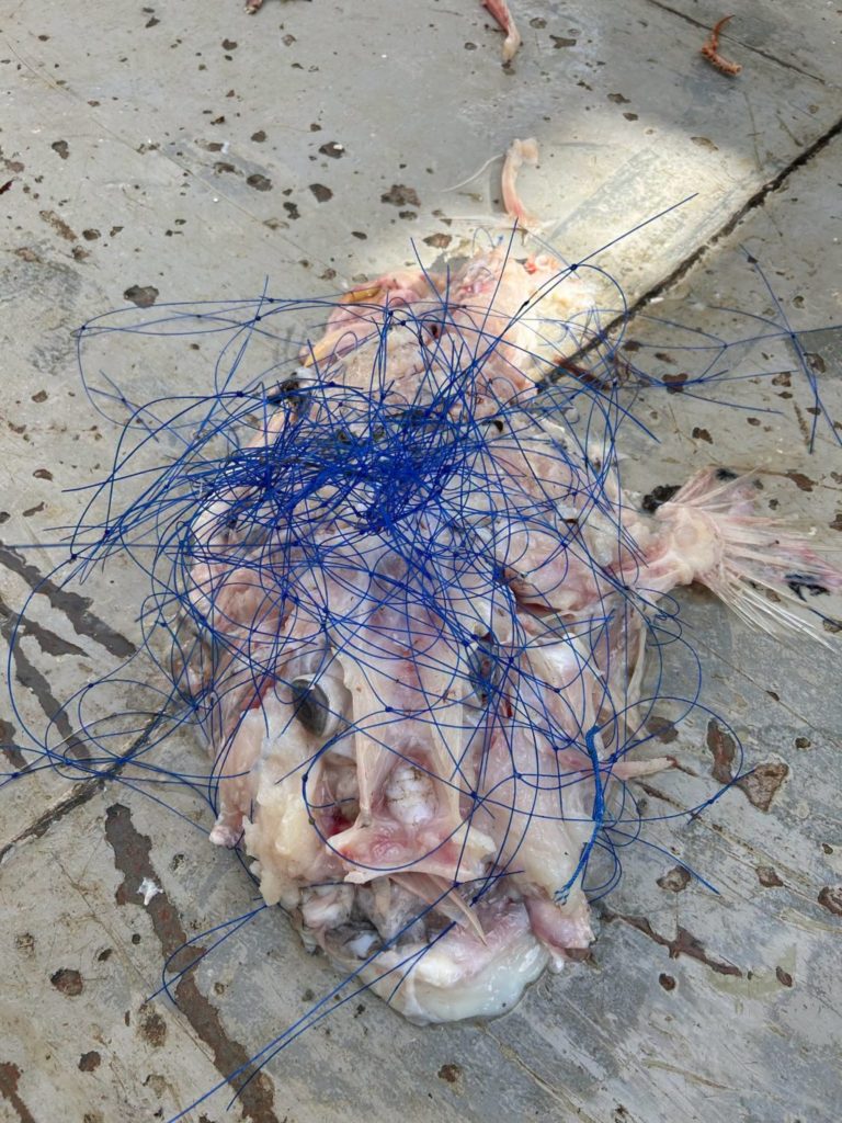 Die Geisternetze fischen über lange Zeit unkontrolliert weiter – viele der darin gefangenen Fische waren bereits verwest.