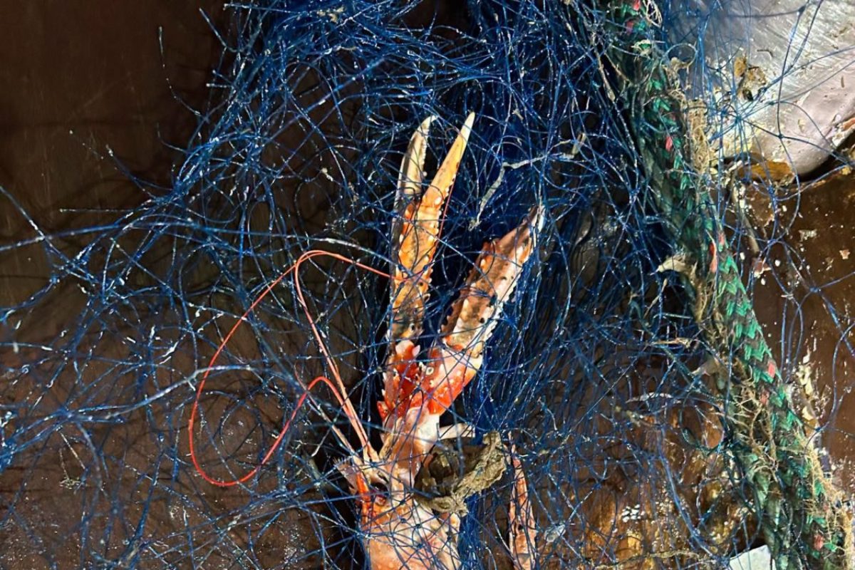 Das blaue Netzgeflecht zeigt, wie sich Meeresbewohner in verloren gegangenen Geisternetzen und Reusen verfangen. Bei der zweimonatigen Großaktion wurden zehntausende Tiere in solchen Fallen gefunden.
