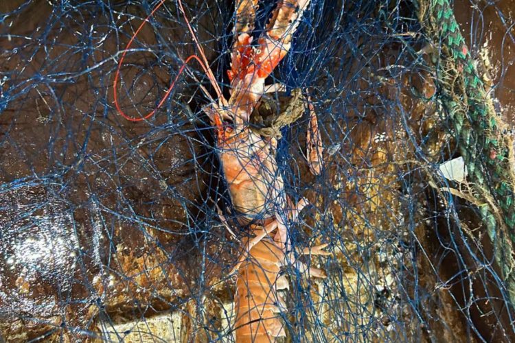 Das blaue Netzgeflecht zeigt, wie sich Meeresbewohner in verloren gegangenen Geisternetzen und Reusen verfangen. Bei der zweimonatigen Großaktion wurden zehntausende Tiere in solchen Fallen gefunden.