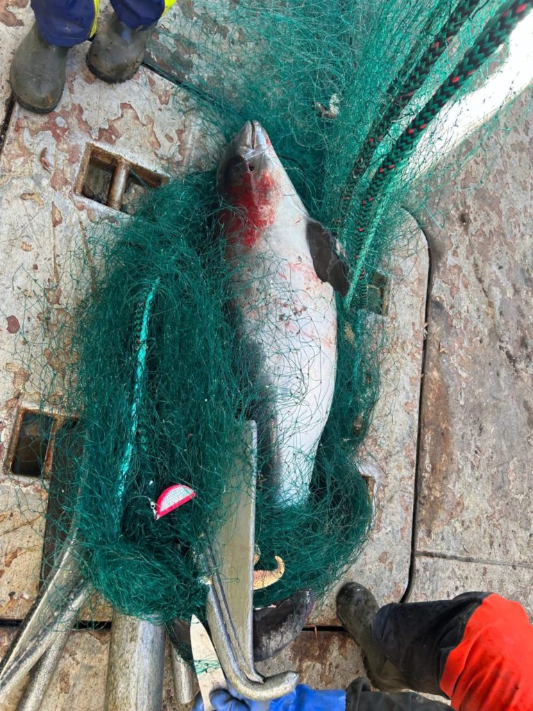 Verendeter Schweinswal im geborgenen Geisternetzt in Norwegen