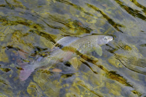 Äsche Herbst Fliegenfischen
