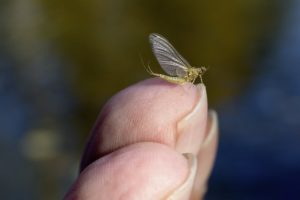 Baetis Fuscatus Herbst Fliegenfischen