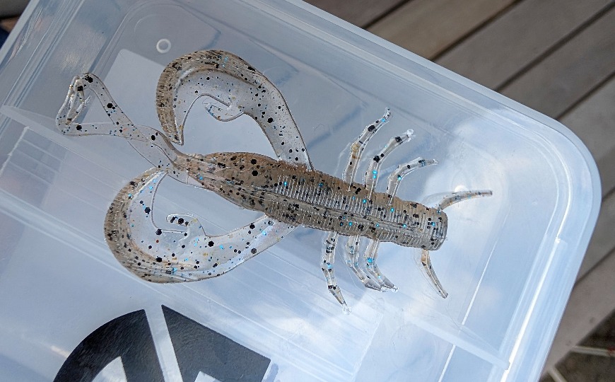 Ghost Shrimp