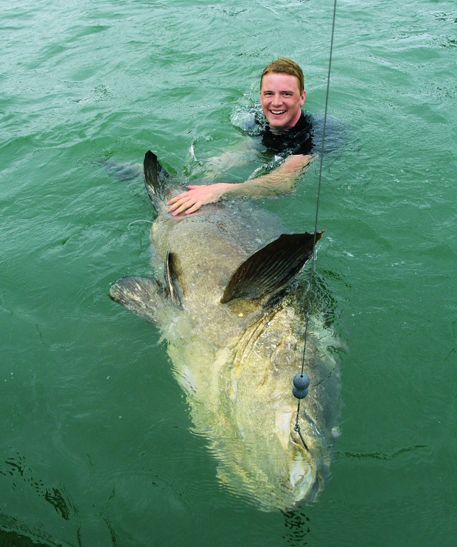 Catch and Release Goliath Grouper