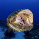 Goliath Grouper Mouth
