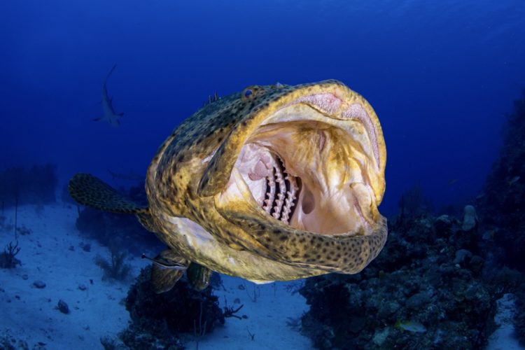 Goliath Grouper Mouth