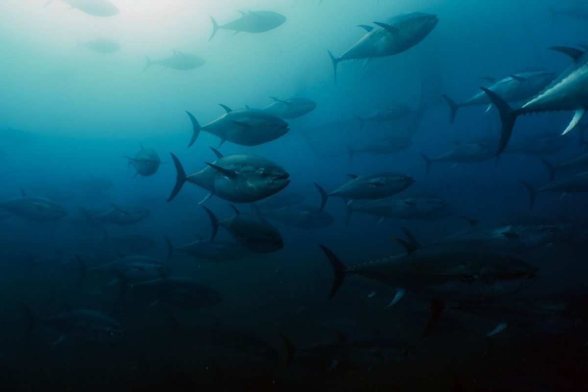 Blauflossen Thunfisch im Wasser Deep Sea