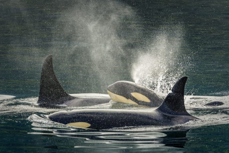 Orcas Gruppe