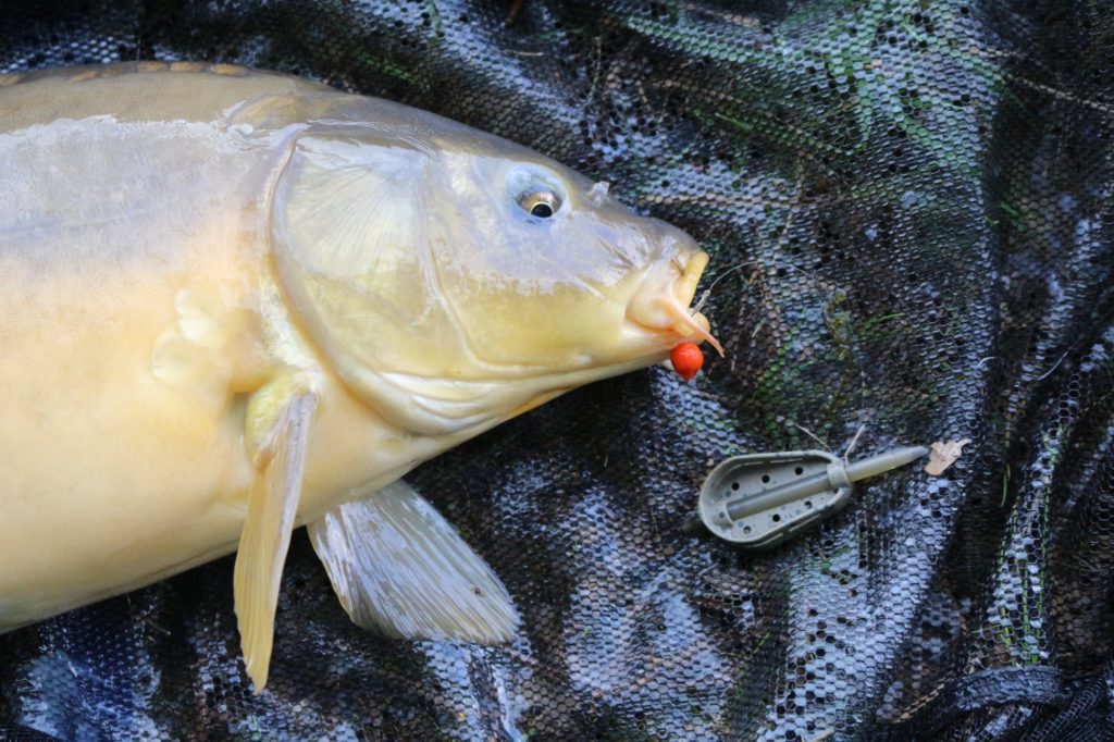 Ein Karpfen am Method Feeder