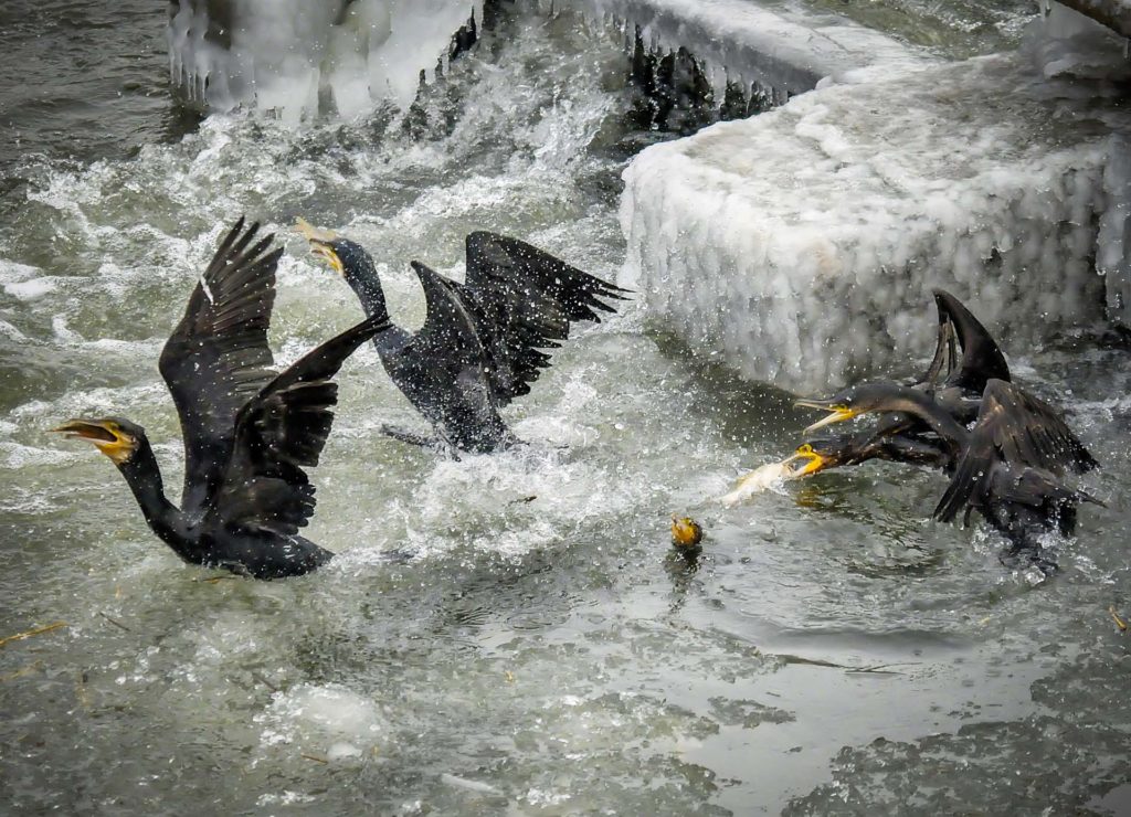 Problemzeit Winter: Gefrieren große Seen zu, weichen die Kormorane in die noch offenen Fließgewässer aus und richten hier zum Teil massivste Schäden an. Teilweise werden Bäche komplett fischleer hinterlassen.