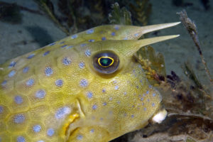 Kuhfisch