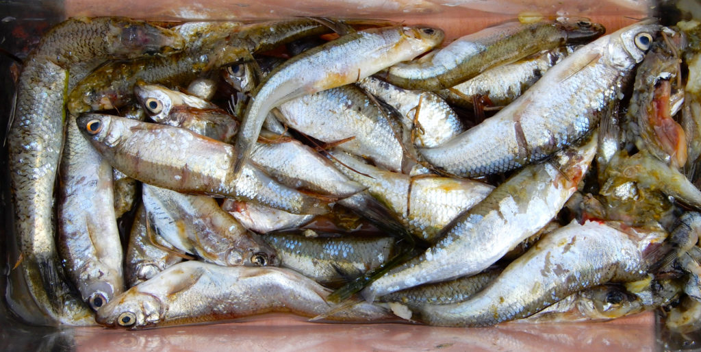 Der Mageninhalt eines einzigen Kormorans! Mindestens fünf verschiedene Fischarten befangen sich bei diesem Vogel im Magensack.