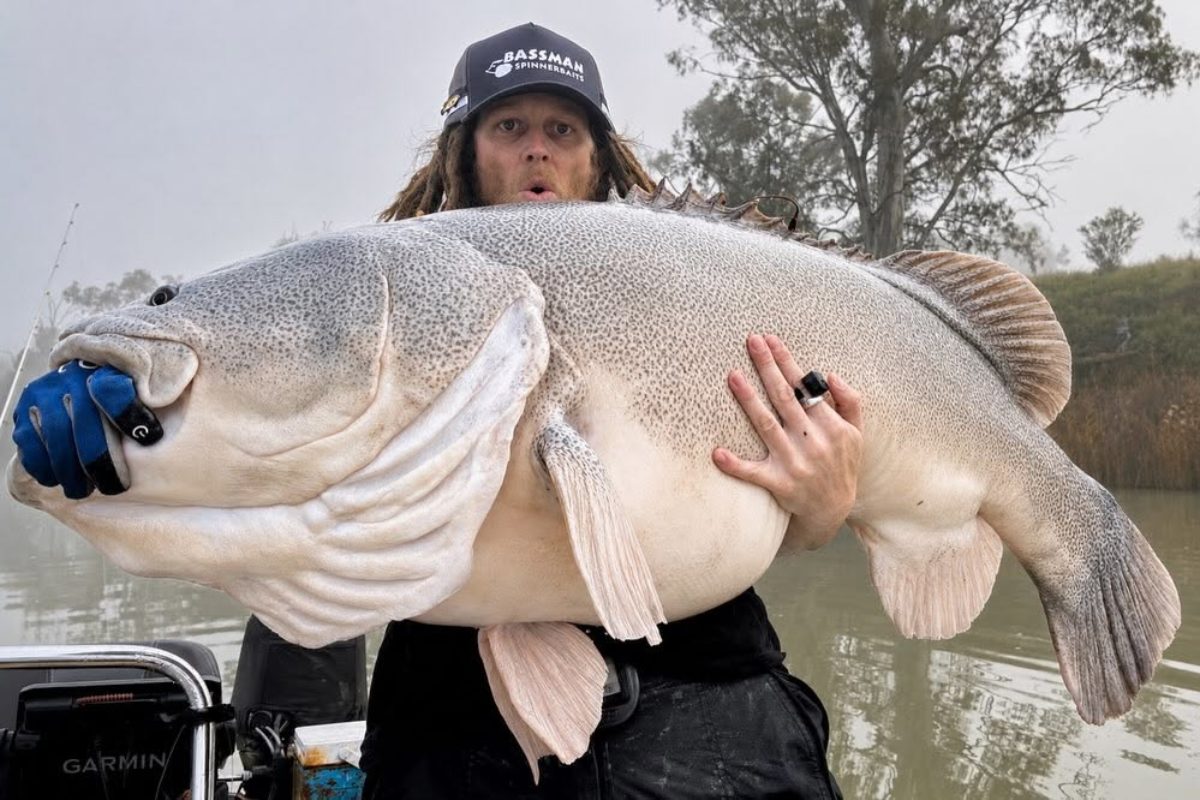 Murray Cod Kasey Parkinson