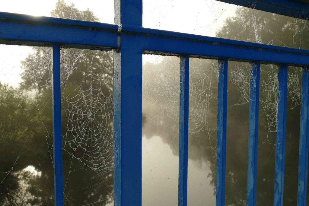 Spinnweben, Herbst