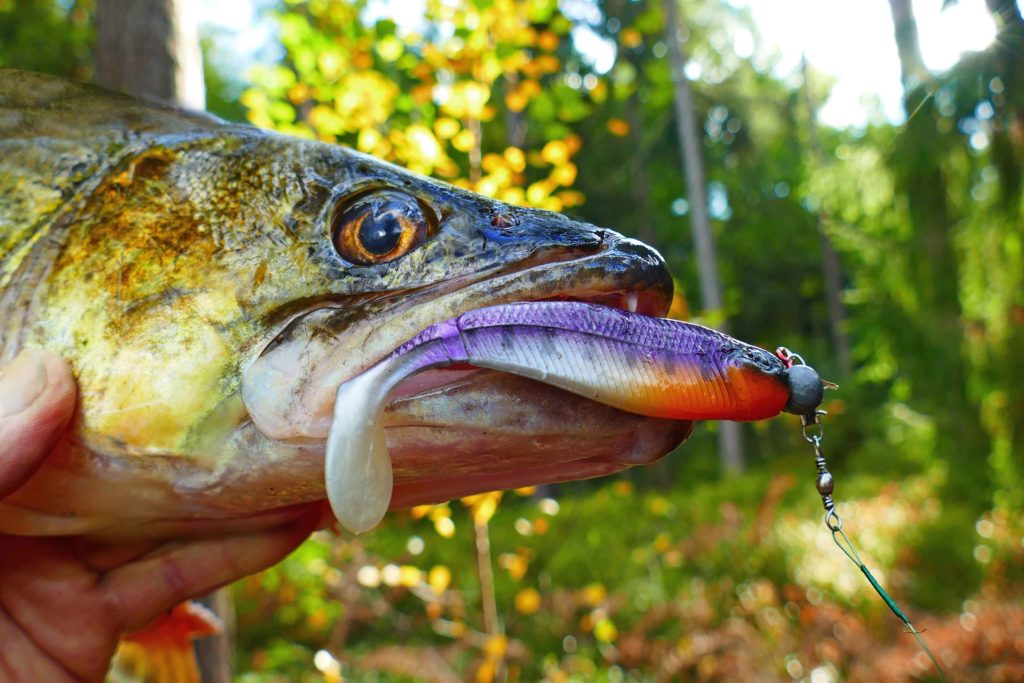 Zander mit Lila Gummifisch im Herbst