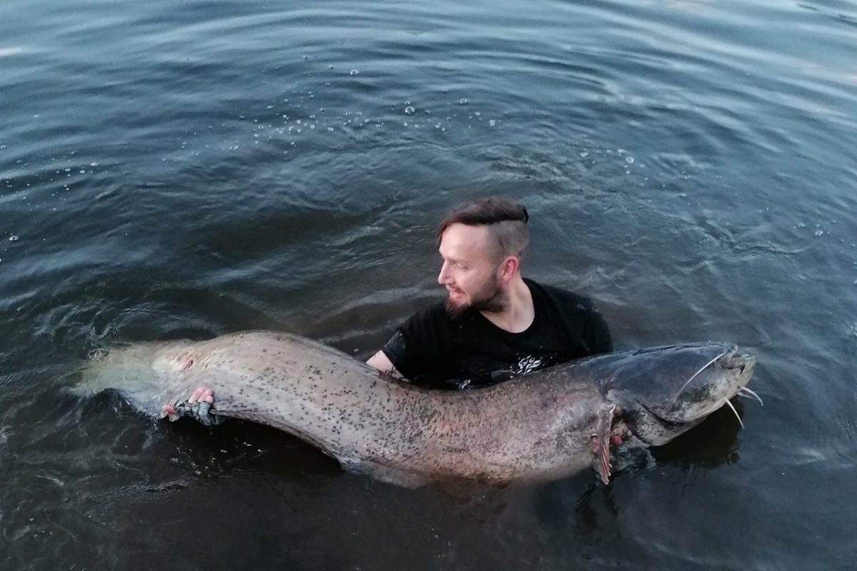 Wels in der Elbe Ron Venus