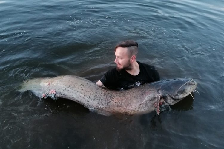 Wels in der Elbe Ron Venus