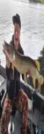 Profilbild von Die_anglers