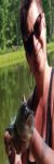 Profilbild von Wicki