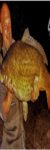 Profilbild von DerNemi