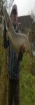 Profilbild von Thommy
