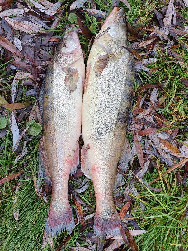 Zander besatzfische deals