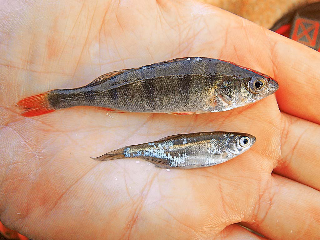 Welchen Köderfisch man für seinen Zielfisch verwendet, hängt von den Bedingungen am Zielgewässer ab. Bei einem hohen Barschvorkommen lohnt sich dementsprechend auch ein Barsch als Köderfisch. Foto: BLINKER/Schlichting