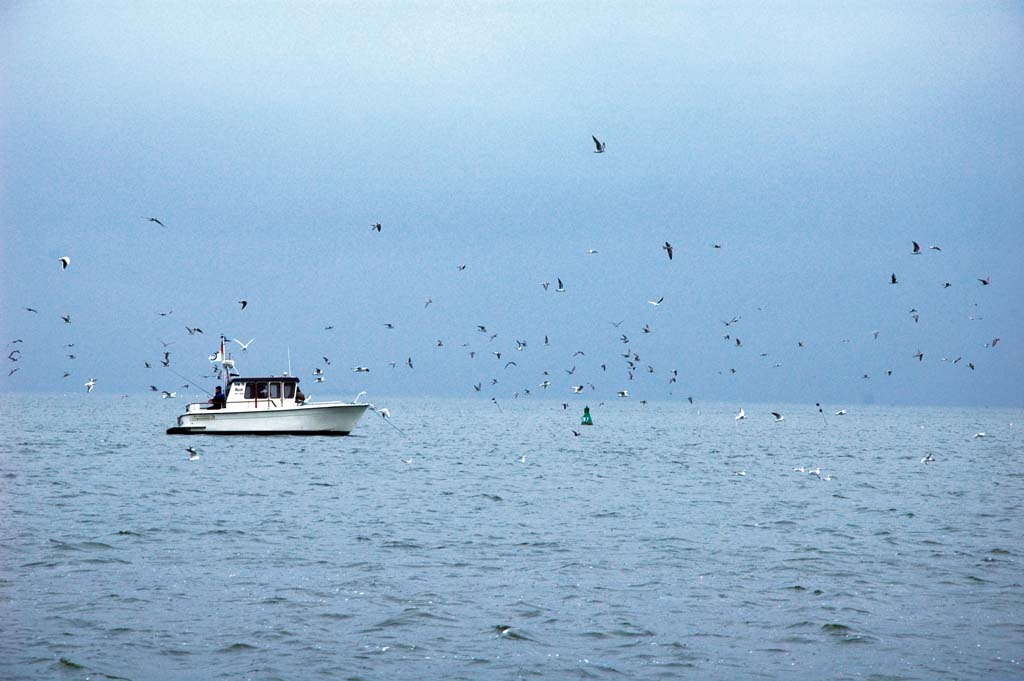 Peenestrom: Stundenlang rauben die Seevögel kleine Stinte. Und ebenso lange jagen die Raubfische die Beutefische von unten und von den Seiten. Foto: BLINKER