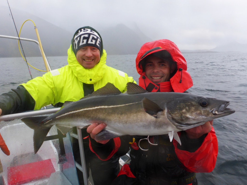 Angeln in Norwegen Seelachs