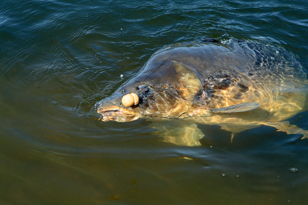 Welche Boilies Sind Die Besten Für Karpfen Die 4 besten Karpfenköder - BLINKER