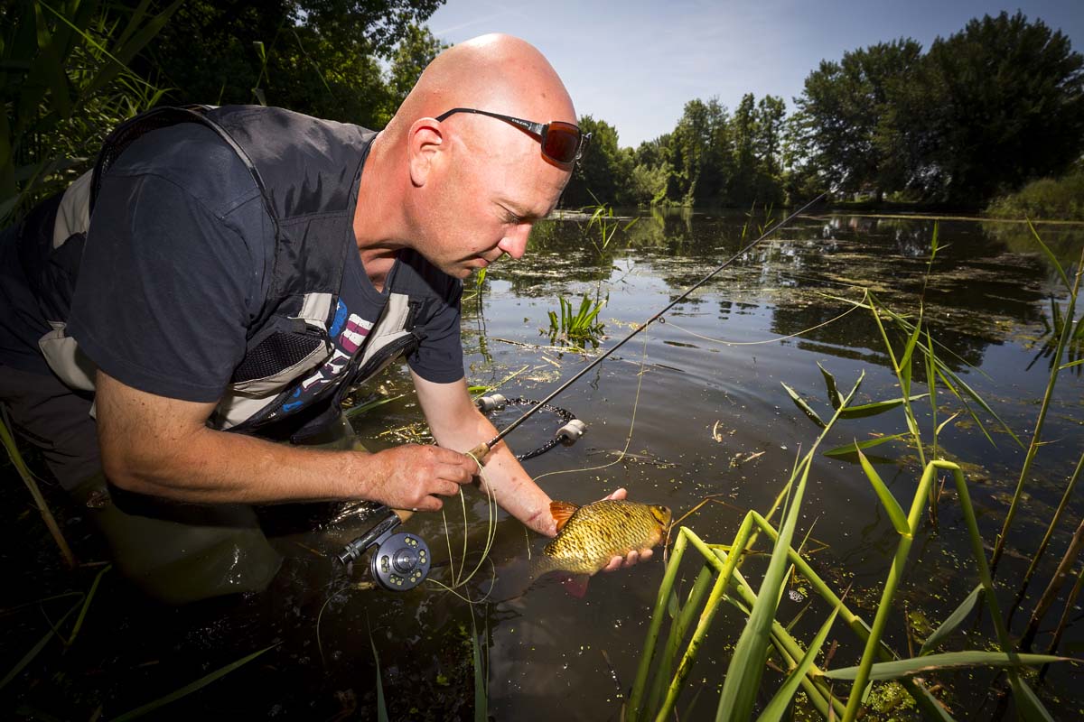 Solche toll gezeichneten Rotfedern mit der Fliegenrute zu fangen, ist ein ganz besonderes Erlebnis. Foto: Foto: SANDER BOER
