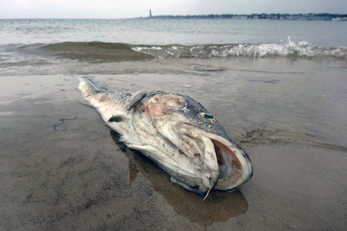 Was Ist Thunfisch Fur Ein Fisch Fischsterben in der Ostsee: Hunderte Fische verenden am Strand in
