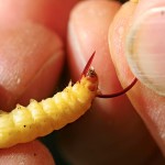 Die zweite Made hinter dem Kopf durchstechen. Foto: AngelWoche/ M. Kahlstadt