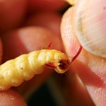 Made um die eigene Achse drehen und erneut durchstechen. Foto: AngelWoche/ M. Kahlstadt